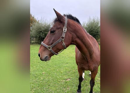 Franches-Montagnes, Hongre, 18 Ans, 167 cm, Bai brun