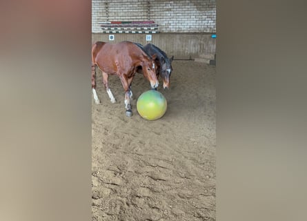 Franches-Montagnes, Hongre, 3 Ans, 151 cm, Bai