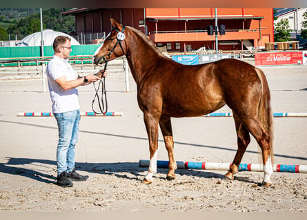 Franches-Montagnes, Hongre, 3 Ans, 153 cm, Alezan