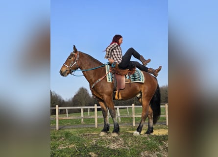 Franches-Montagnes, Hongre, 3 Ans, 153 cm, Bai