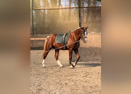 Franches-Montagnes, Hongre, 3 Ans, 157 cm, Alezan brûlé