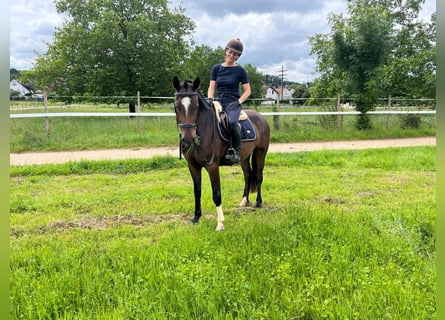 Franches-Montagnes, Hongre, 3 Ans, 157 cm, Bai brun