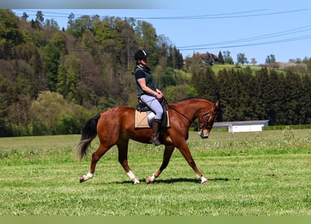 Franches-Montagnes, Hongre, 3 Ans, 160 cm, Bai