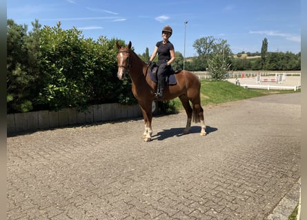 Franches-Montagnes, Hongre, 3 Ans, 162 cm, Alezan brûlé