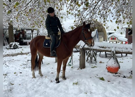 Franches-Montagnes, Hongre, 3 Ans, 164 cm, Bai