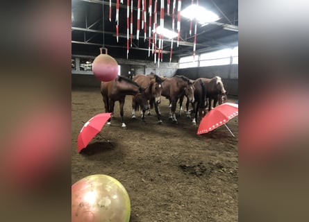 Franches-Montagnes, Hongre, 4 Ans, 151 cm, Bai