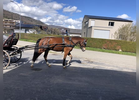 Franches-Montagnes, Hongre, 4 Ans, 151 cm, Bai