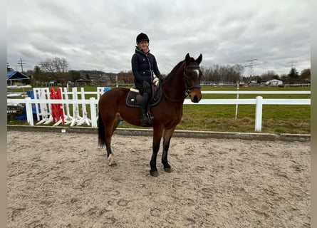 Franches-Montagnes, Hongre, 4 Ans, 151 cm, Bai