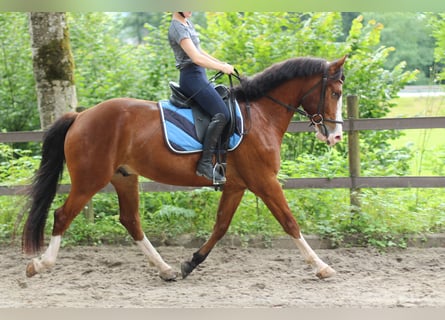 Franches-Montagnes, Hongre, 4 Ans, 156 cm, Bai brun