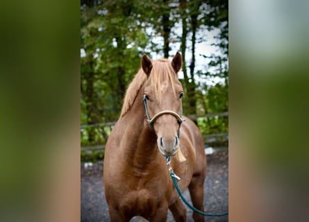 Franches-Montagnes, Hongre, 4 Ans, 157 cm, Alezan Franches-Montagnes, Hongre, 4 Ans, 157 cm, Alezan