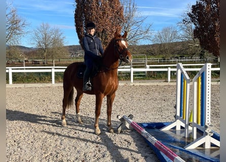 Franches-Montagnes, Hongre, 4 Ans, 158 cm, Alezan brûlé