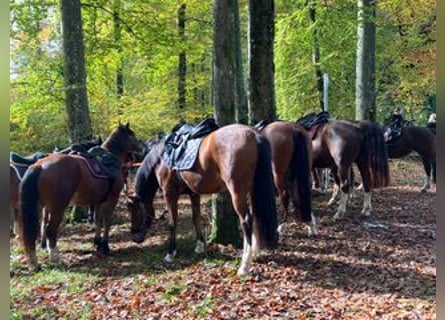 Franches-Montagnes, Hongre, 4 Ans, 158 cm, Bai