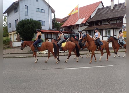 Franches-Montagnes, Hongre, 4 Ans, 159 cm, Bai