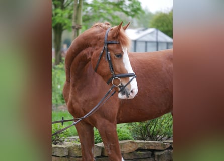 Franches-Montagnes, Hongre, 4 Ans, 161 cm, Alezan