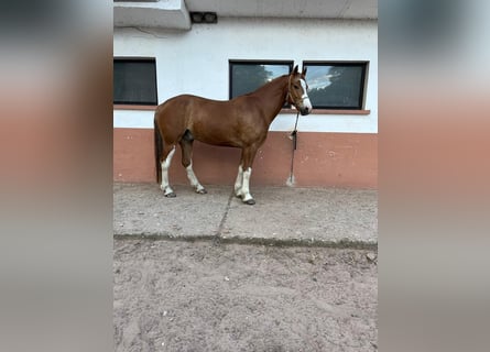 Franches-Montagnes, Hongre, 6 Ans, 160 cm, Alezan