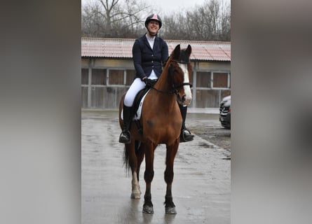 Franches-Montagnes, Hongre, 6 Ans, 164 cm, Bai