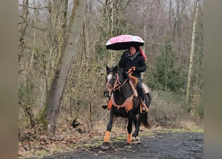 Franches-Montagnes, Jument, 10 Ans, 160 cm, Bai