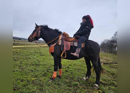 Franches-Montagnes, Jument, 10 Ans, 160 cm