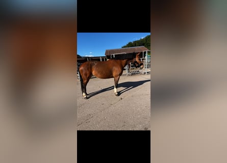 Franches-Montagnes, Jument, 12 Ans, 156 cm, Bai