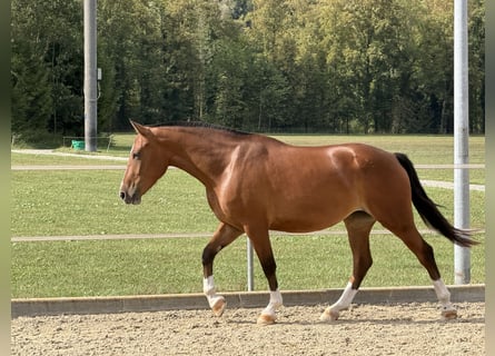 Franches-Montagnes, Jument, 3 Ans, 152 cm, Bai