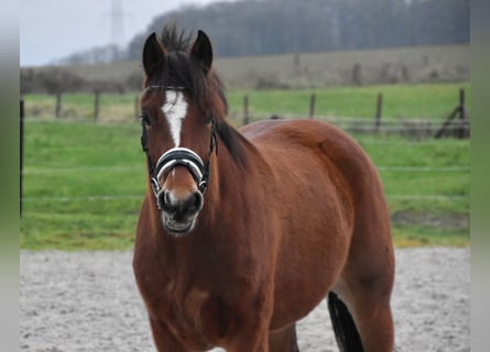 Franches-Montagnes, Jument, 3 Ans, 154 cm, Bai