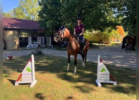 Franches-Montagnes, Jument, 3 Ans, 157 cm, Bai
