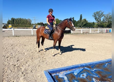 Franches-Montagnes, Jument, 3 Ans, 157 cm, Bai