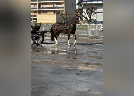 Franches-Montagnes, Jument, 3 Ans, 158 cm, Alezan
