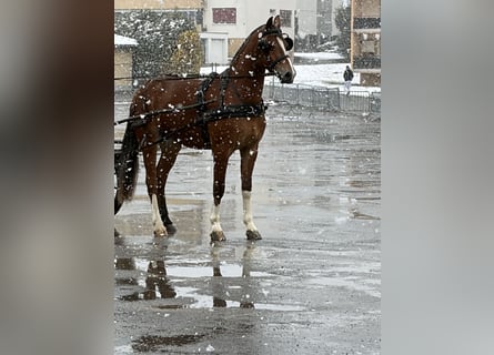 Franches-Montagnes, Jument, 3 Ans, 160 cm, Bai