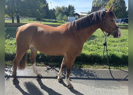 Franches-Montagnes, Jument, 4 Ans, 154 cm, Bai