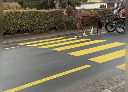 Franches-Montagnes, Jument, 4 Ans, 156 cm, Bai