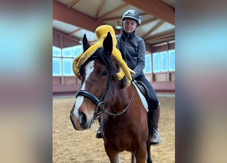 Franches-Montagnes, Jument, 4 Ans, 156 cm, Bai