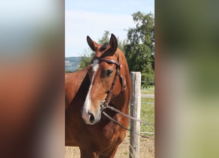 Franches-Montagnes, Jument, 5 Ans, 157 cm, Bai