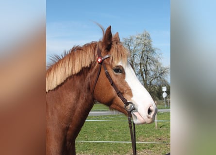 Franches-Montagnes, Jument, 6 Ans, 159 cm, Alezan