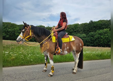 Franches-Montagnes Croisé, Jument, 7 Ans, 155 cm, Pinto