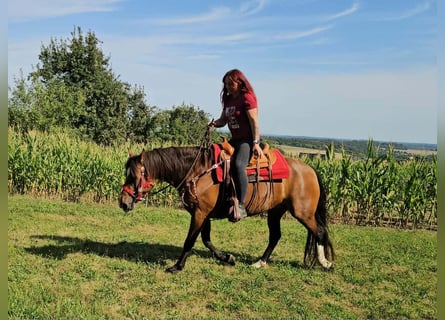 Franches-Montagnes, Jument, 9 Ans, 152 cm, Bai