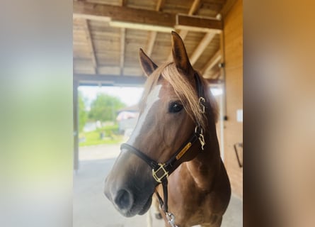 Franches-Montagnes, Jument, 9 Ans, 155 cm, Alezan