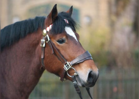 Rijnlandse Duitse Koudbloed, Hengst, 16 Jaar, 167 cm, Bruin