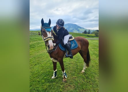 Francuski kuc wierzchowy, Klacz, 9 lat, 145 cm, Kasztanowata