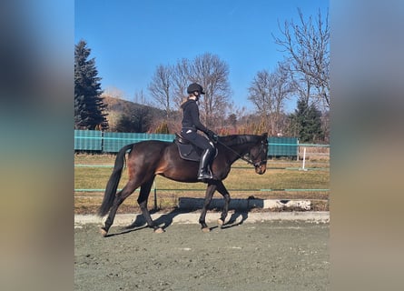 Franse draver, Merrie, 6 Jaar, 168 cm, Donkerbruin