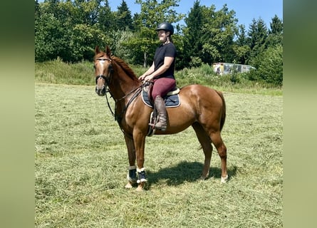 Franse draver, Ruin, 15 Jaar, 162 cm, Vos