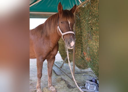 Franse rijpaarden Mix, Merrie, 10 Jaar, 130 cm, Vos