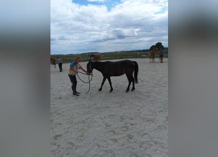 Franse rijpaarden, Merrie, 4 Jaar, 118 cm, Donkerbruin