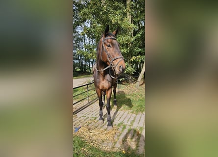 Französisches Reitpony, Wallach, 6 Jahre, 170 cm, Brauner