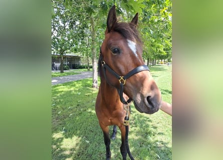 Fransk travare, Hingst, 3 år, 150 cm, Brun