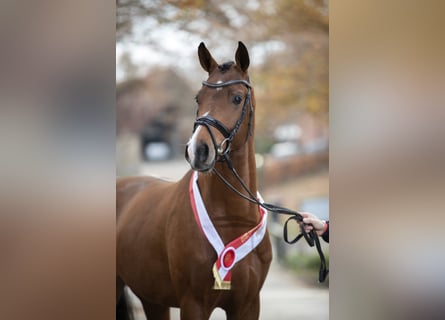 Westfaal, Hengst, 8 Jaar, 169 cm, Bruin