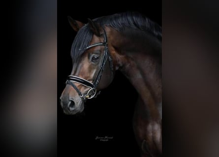 Koń hanowerski, Ogier, 16 lat, 172 cm, Ciemnogniada