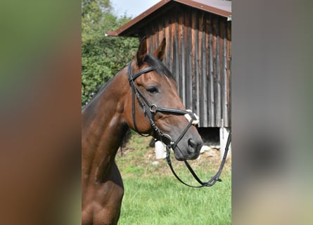 Französischer Traber, Stute, 10 Jahre, 157 cm, Brauner