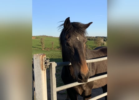Französischer Traber, Wallach, 10 Jahre, 160 cm, Dunkelbrauner