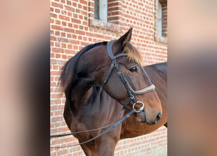 Französischer Traber, Wallach, 5 Jahre, 169 cm, Schwarzbrauner